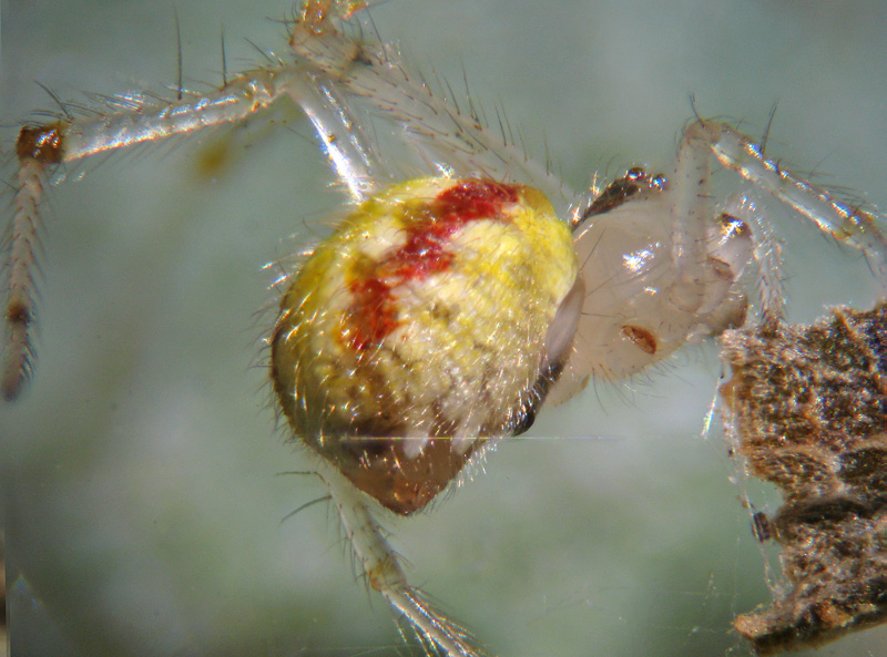 Theridion cf. varians